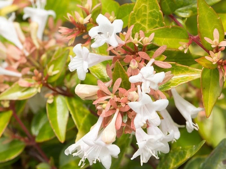 Abelia Francis Mason | Extra Large 3 Gallon Plant | Vibrant & Variegated Foliage, Drought|Tolerant, Low|Maintenance Shrub, Perfect for Landscaping, Borders & Ornamental Gardens