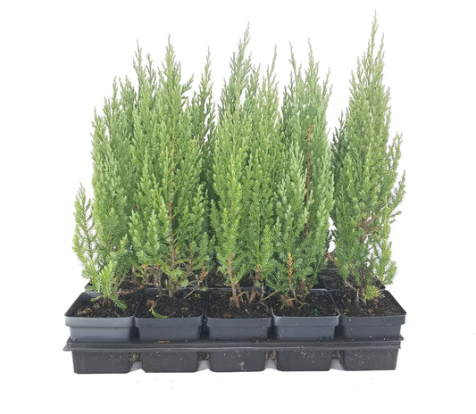 Blue Point Juniper | Live 4 Inch Pots | Juniperus Chinensis | Evergreen Screening Tree