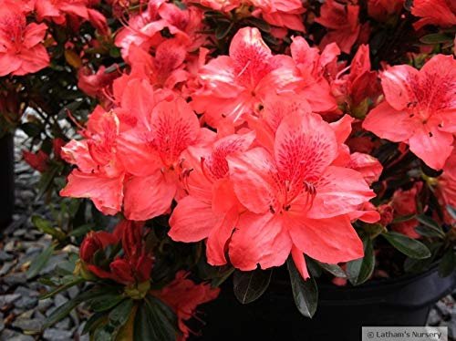 Azalea Fashion | Live Plants | Salmon Colored Flowering Rhododendron