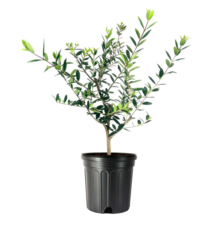 Arbequina Olive Tree | Live Gallon Size Pots | Grow Your Own Olives Indoors