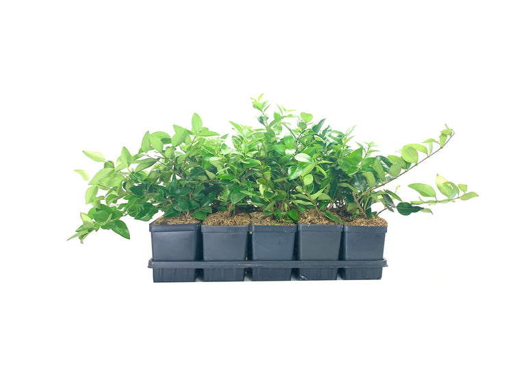 Ligustrum Waxleaf Privet | Live Quart Size Plants | Blooming Evergreen Privacy Hedge