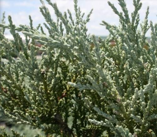 Juniper Angelica Blue | Live Plants | Juniperus Chinensis | Drought Tolerant Cold Hardy Evergreen