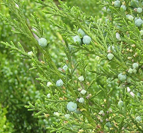 Hetzi Juniper | Live Gallon Size Tree | Juniperus Chinensis | Drought Tolerant Cold Hardy Evergreen Privacy Screening Plants
