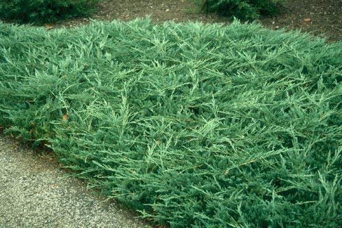 Juniper Bar Harbor | Live Plants | Juniperus Horizontalis | Drought Tolerant Cold Hardy Evergreen Ground Cover