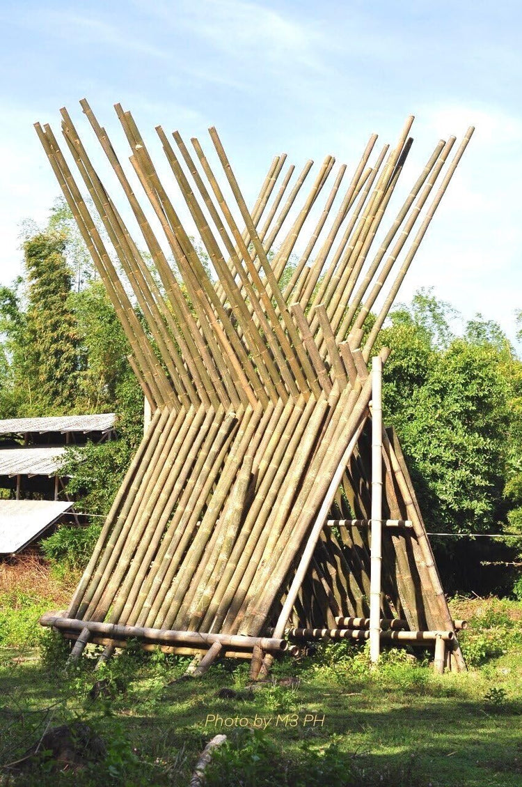 Dendrocalamus Asper Bamboo | Live Plant | Fast|Growing Giant Bamboo | Ideal for Indoor/Outdoor Green Spaces, Landscaping & Eco|Friendly Decor | Also Known As Dragon or Rough Bamboo