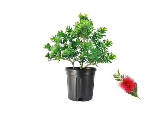 Little John Dwarf Bottlebrush | Large Gallon Size Plant | Callistemon Compact Heavy Blooming Shrub