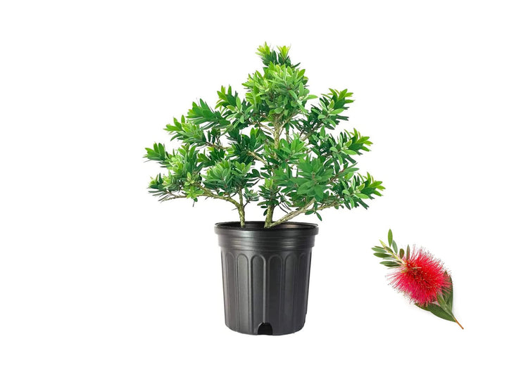Little John Dwarf Bottlebrush | Large Gallon Size Plant | Callistemon Compact Heavy Blooming Shrub