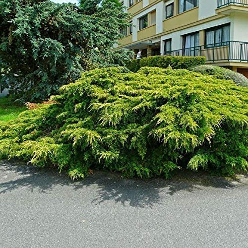 Old Gold Juniper | Live Plants | Juniperus Chinensis | Drought Tolerant Cold Hardy Evergreen Ground Cover