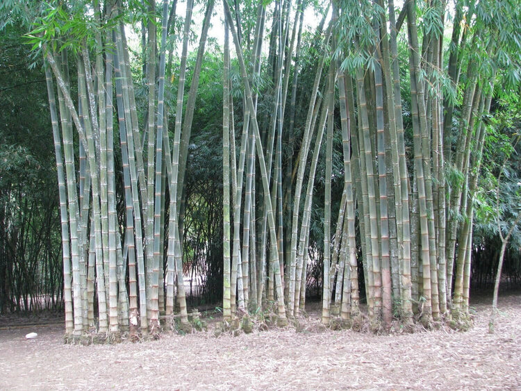 Dendrocalamus Asper Bamboo | Live Plant | Fast|Growing Giant Bamboo | Ideal for Indoor/Outdoor Green Spaces, Landscaping & Eco|Friendly Decor | Also Known As Dragon or Rough Bamboo