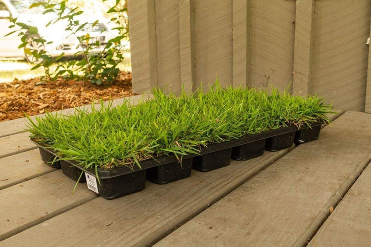Zoysia Sod Plugs | Large 3" x 3" Plugs | Drought, Salt & Shade Tolerant Turf Grass