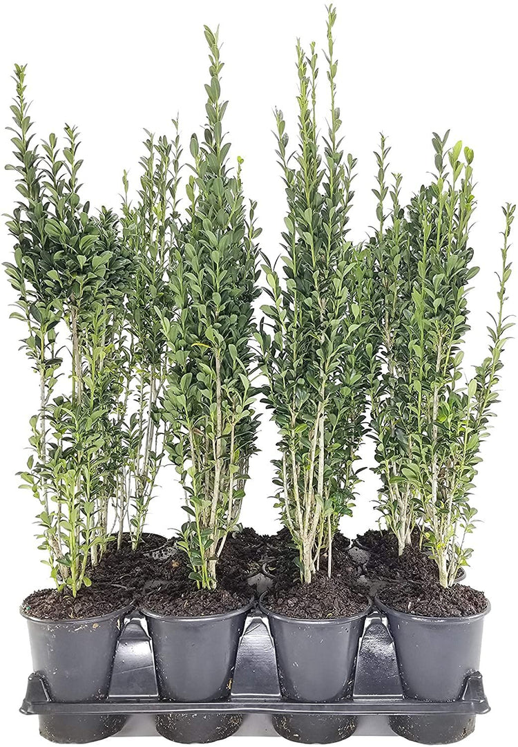 Sky Pencil Japanese Holly | Live Quart Size Plant | Ilex Crenata | Formal Low Maintenance Evergreen Plants