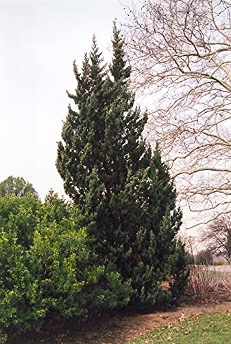 Robusta Green Juniper | Extra Large 3 Gallon Plants | Hardy Evergreen Shrub for Landscapes & Gardens, Ideal for Ground Cover, Topiary, Bonsai, Low Maintenance, Drought Tolerant