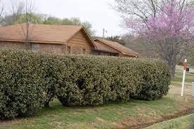 Elaeagnus Ebbingei | 1 Extra Large 3 Gallon Plant | Elaeagnus x ebbingei | Lustrous Foliage | Fast-Growing Hedge