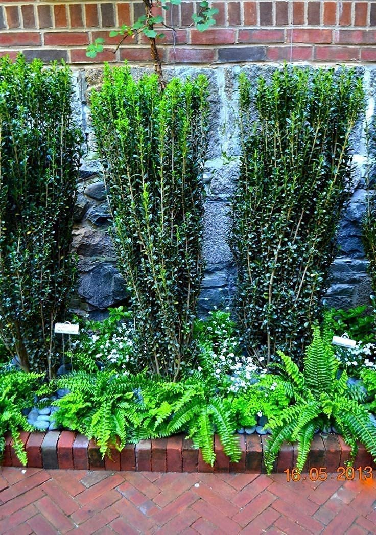 Sky Pencil Japanese Holly | Large 3 Gallon Plants | Low Maintenance Formal Evergreen Ilex Hedge