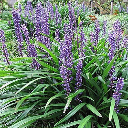 Liriope Big Blue | Live Plants | Liriope muscari | Lavender Blue Flowers | Evergreen Ground Cover for Shade | Landscape Borders for Walkways and Beds