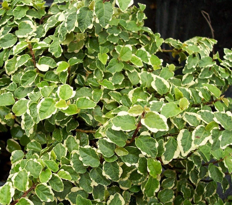 Variegated Creeping Fig Vine | Ficus Pumila Variegata | Live Fully Rooted 2 Inch Plants | Climbing Ivy