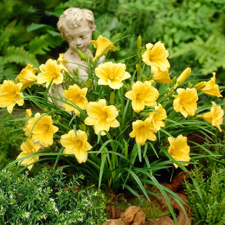 Daylily Stella D' Oro I Live 3 Inch Pots I Hemerocallis | Yellow Flowers I Rich Golden Blooms, Perennial Garden Jewel, Easy|to|Grow for Year|Round Beauty