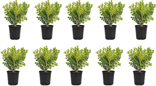 Japanese Boxwood | Live 4 Inch Pots | Buxus Microphylla | Formal Evergreen Low Maintenance Hedge Plants