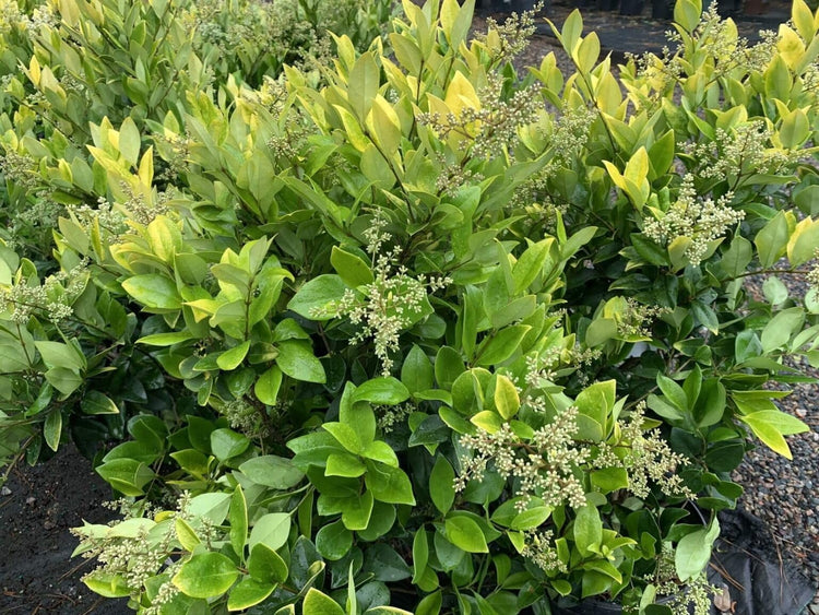 Ligustrum Howardi | Large 3 Gallon Size Plant | Ligustrum Lucidum 'Howardii' | Lush Evergreen Shrub | Perfect for Landscaping & Privacy Screens