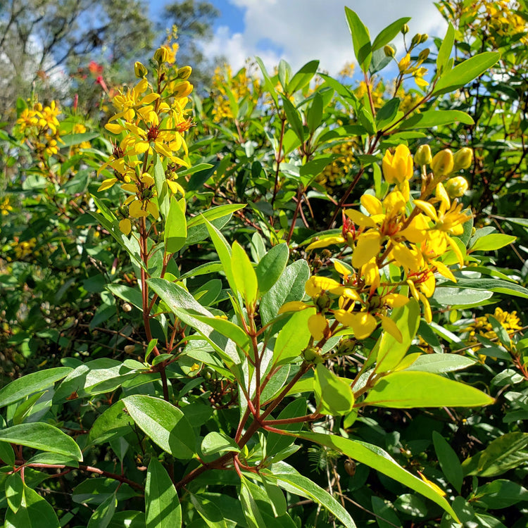 Thryallis | Extra Large 3 Gallon Plants | Galphimia glauca | Tropical Beauty | Year|Round Blooms