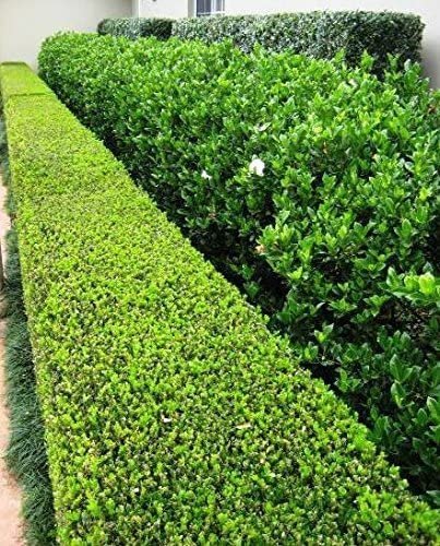 Japanese Boxwood | Large Live Gallon Size Plants | Buxus Microphylla | Formal Evergreen Low Maintenance Hedge Shrub