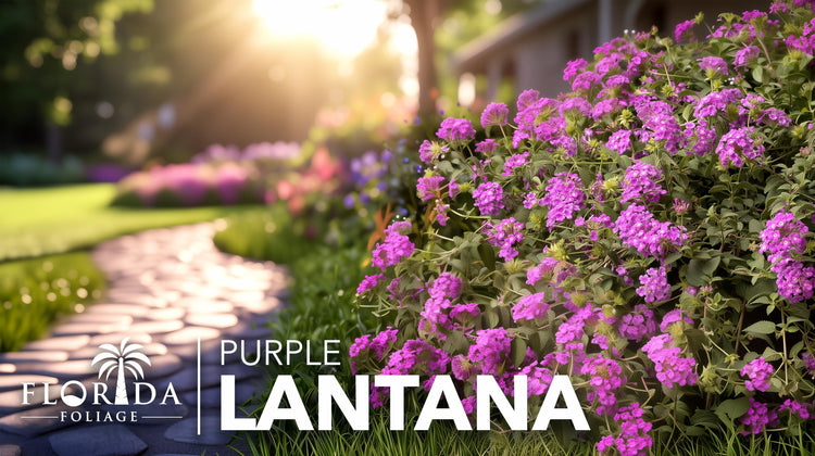 Lantana Purple | Large Gallon Size Plant | Lantana montevidensis | Purple Flowers | Outdoor Landscapes | Heat Tolerant Groundcover | Containers Slopes Borders Pathways Garden Beds