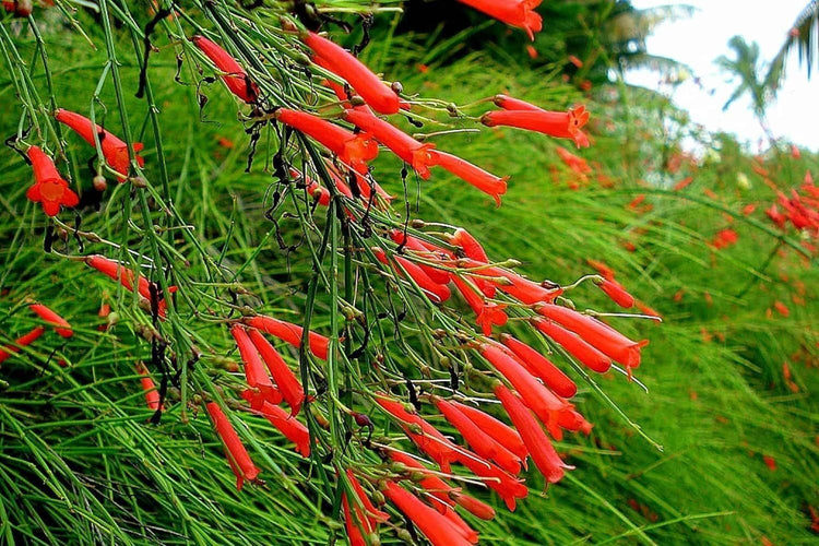 Firecracker Plant I Live Plants I Russelia Equisetiformis I Vibrant Red Tubular Flowers, Hummingbird Attracting, Heat|Tolerant, Perfect for Borders and Containers