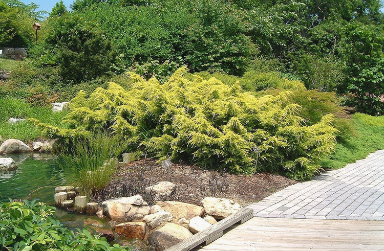 Juniper Saybrook Gold | Live Gallon Size Plants | Juniperus Chinensis | Cold Hardy Evergreen Groundcover