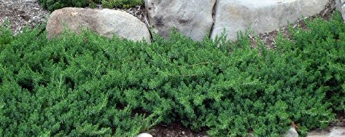 Juniper Blue Pacific | Live Plants | 2" Pot Size | Evergreen Ground Cover 'Shore Juniper'