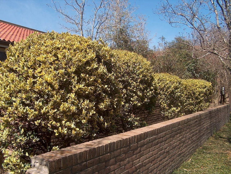 Ligustrum Japonicum Howardi | Live Quart Size Plant | Privet Howardii | Variegated Evergreen Privacy Hedge