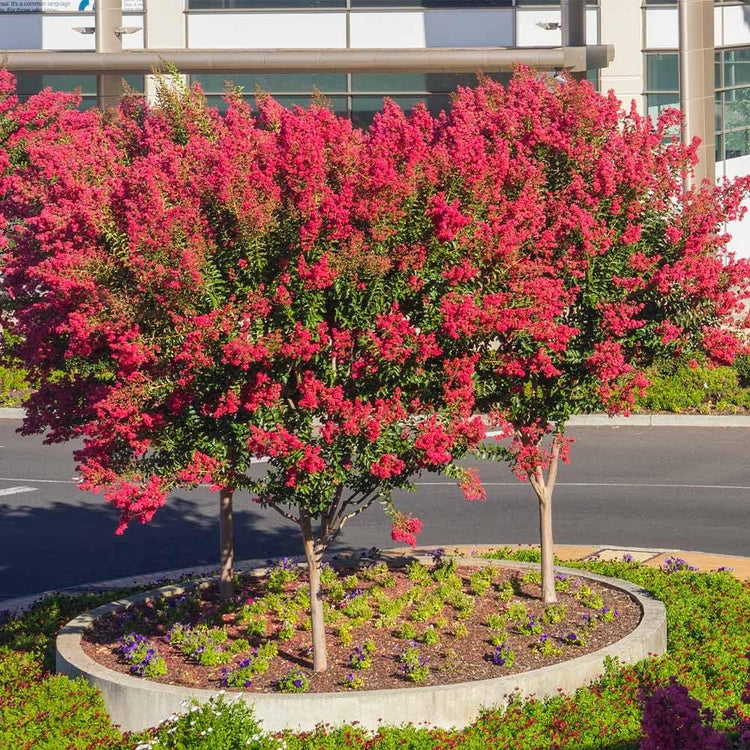 Crape Myrtle Dynamite Red | Live Plants | Vivid Red Blooms & Hardy Growth, Live Plant, Ornamental Shrub for Striking Garden Display