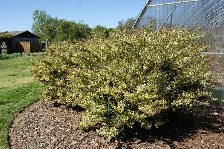 Ligustrum Japonicum Jack Frost Privet | Live Plants | Variegated Evergreen Hedge