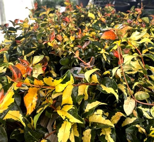 Jasmine Summer Sunset | Live Plants | Trachelospermum Asiaticum | Colorful Groundcover Vine