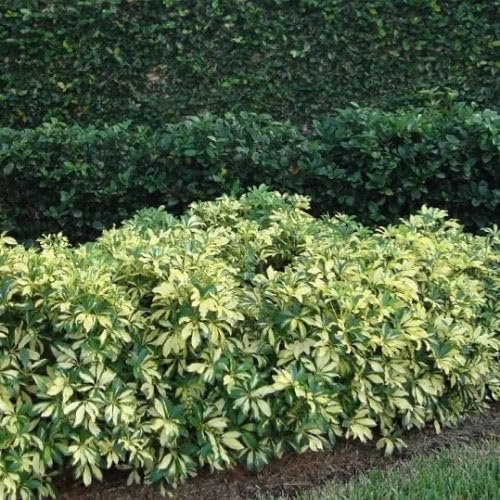 Arboricola Variegated Schefflera Trinette I Live Plants I Vibrant Green & Yellow Foliage, Easy-Care Indoor/Outdoor Plant, Air-Purifying, Ideal for Home
