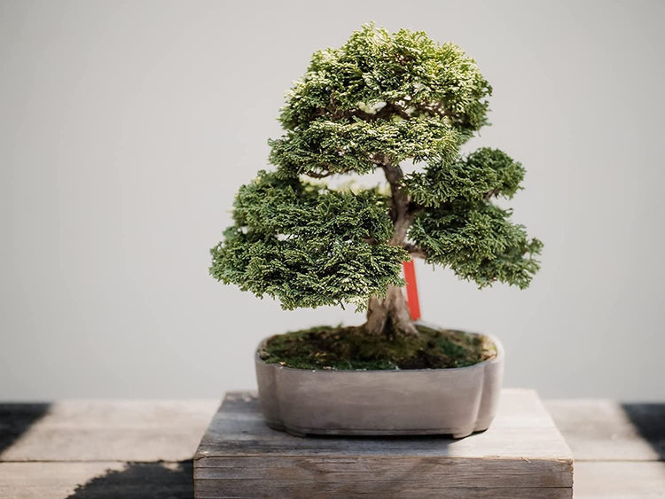 Shimpaku Juniper | Live 4 Inch Pot | Pre|Bonsai Juniperus Chinensis Plants | Symbol of Harmony Balance Meditation and Peace