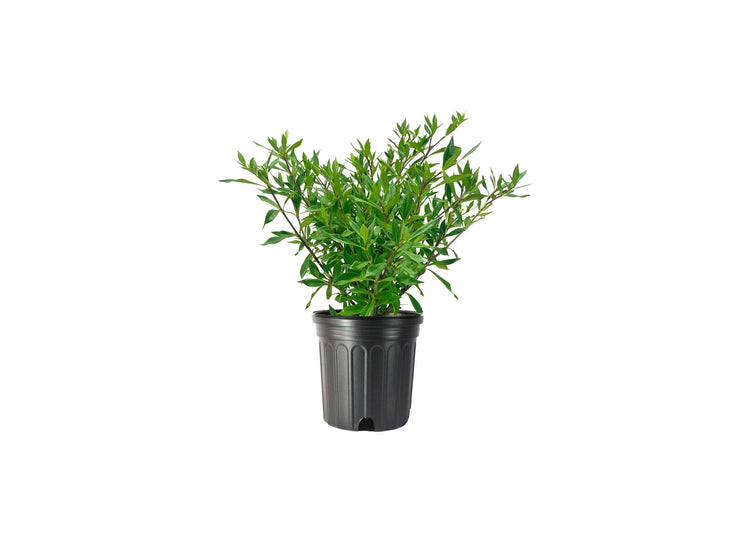 Frostproof Gardenia | Large Gallon Size Plants | Fragrant Blooming Shrub | Gardenia Jasminoides