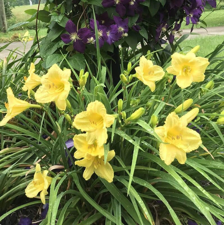 Daylily Happy Returns I Live 3 Inch Pots I Hemerocallis | Yellow Flowers | Perennial Garden Star, Easy|to|Grow for Continuous Floral Display