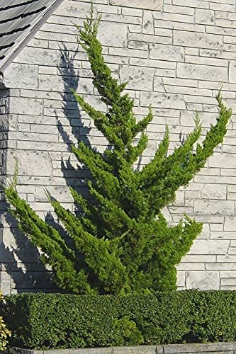Hollywood Juniper | Juniperus Chinensis Torulosa | Live Gallon Size Tree | Drought Tolerant Cold Hardy Evergreen Plant
