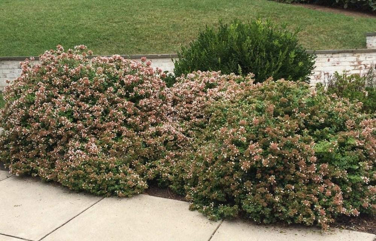 Abelia Chinensis Rose Creek | Live Plants | Flowering Deer Resistant Butterfly Attracting Shrub