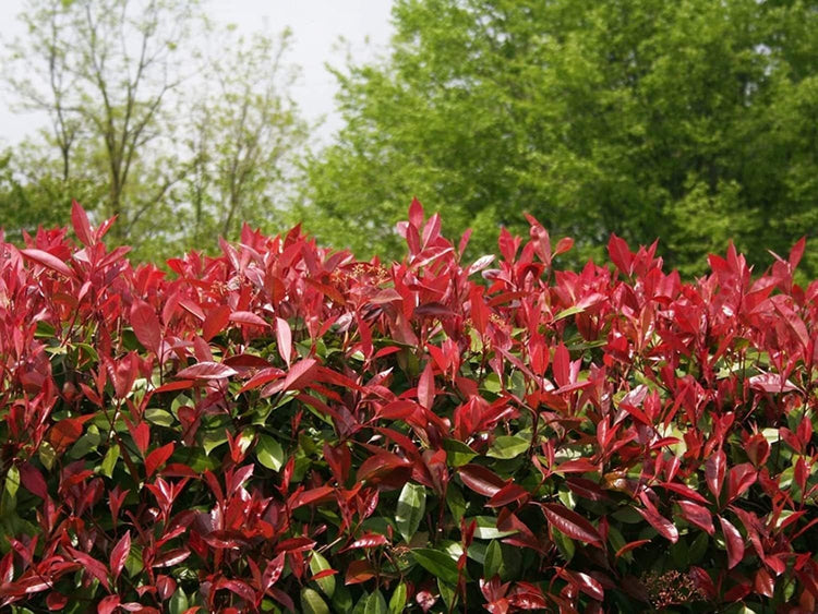 Photinia Red Tip | Extra Large 3 Gallon Plant | Photinia x Fraseri | Evergreen Landscape Hedge Shrub