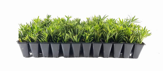 Dwarf Podocarpus Macrophyllus Pringles | Live Plants | Dense Evergreen Low Hedge or Bonsai