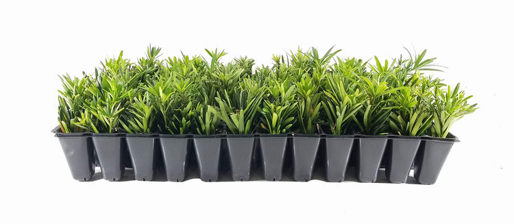 Dwarf Podocarpus Macrophyllus Pringles | Live Plants | Dense Evergreen Low Hedge or Bonsai