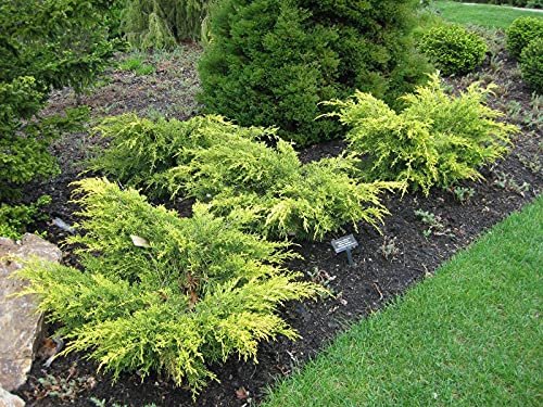 Old Gold Juniper | Live 4 inch Pots | Juniperus Chinensis | Evergreen Cold Hardy Drought Tolerant Groundcover Plants