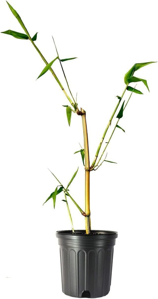 Golden Hawaiian Bamboo | Live Plant | Bambusa Vulgaris Vittata | Beautiful Rare Unique Specimen | Non|Invasive Clumping Bamboo Privacy Screen