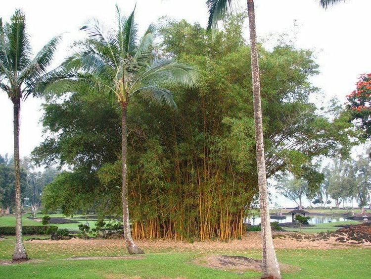 Bambusa Vulgaris Vittata | Live Plant | Golden Hawaiian Bamboo | Beautiful Rare Unique Specimen | Non|Invasive Clumping Bamboo Privacy Screen