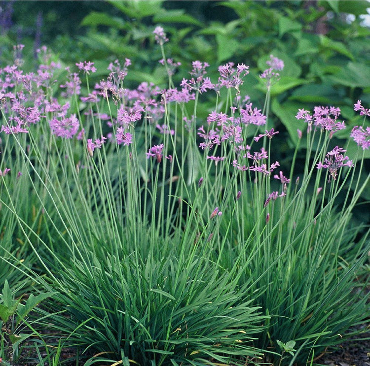 Society Garlic | Live Plants | Tulbaghia Violacea | Butterfly Attracting Flowers