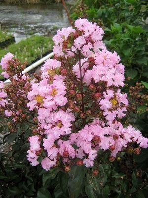 Crape Myrtle Rhapsody in Pink | Extra Large 3 Gallon Plant | Soft Pink Blooms, Live Plant, Elegant Ornamental Shrub for Graceful Garden Displays