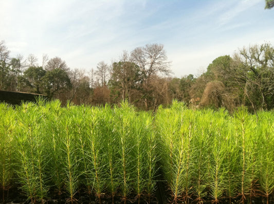 Loblolly Pine Tree Plants | Live Seedlings | Pinus Taeda | Fast|Growing Evergreen for Landscaping | Ideal Plants for Large Spaces