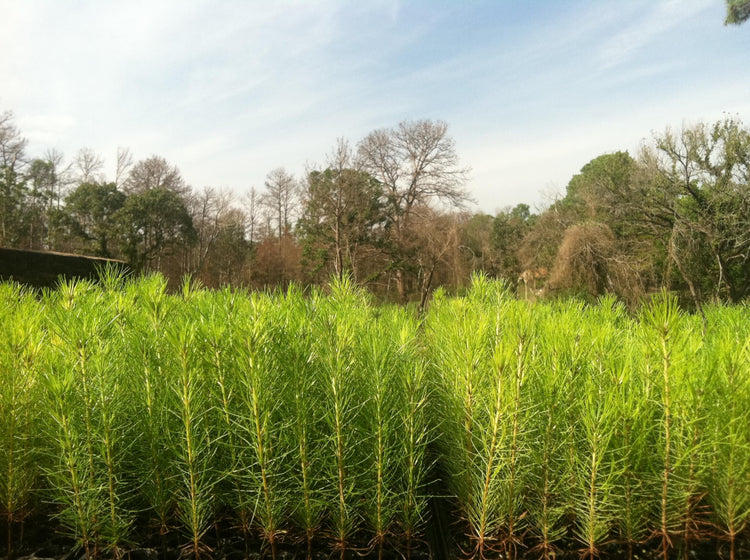 Loblolly Pine Tree Plants | Live Seedlings | Pinus Taeda | Fast|Growing Evergreen for Landscaping | Ideal Plants for Large Spaces