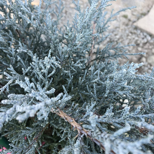Juniper Angelica Blue | Live Gallon Size Plants | Juniperus Chinensis | Drought Tolerant Evergreen Cold Hardy Shrub